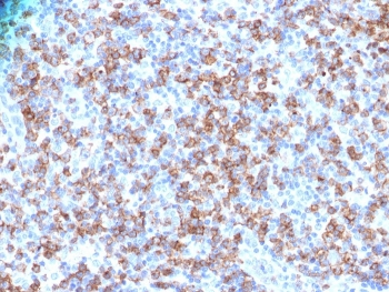 CD8a Antibody