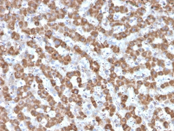 Prohibitin Antibody / PHB