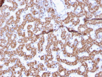 Prohibitin Antibody / PHB
