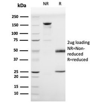 Prohibitin Antibody / PHB