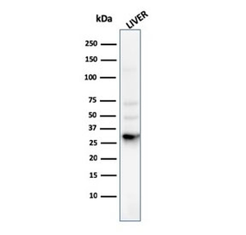 Prohibitin Antibody / PHB