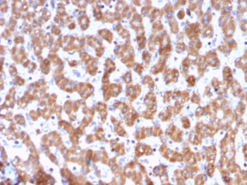 PHB Antibody / Prohibitin
