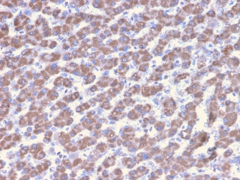 PHB Antibody / Prohibitin