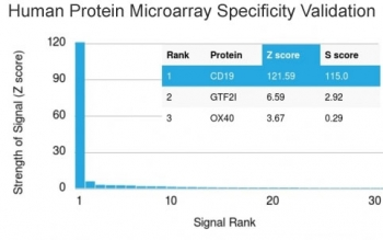 CD19 Antibody