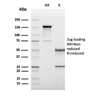 CD19 Antibody