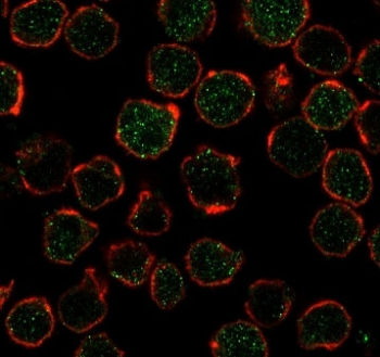Thymidylate Synthase Antibody