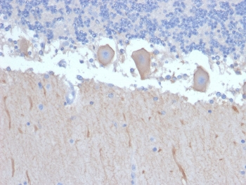 ATG5 Antibody