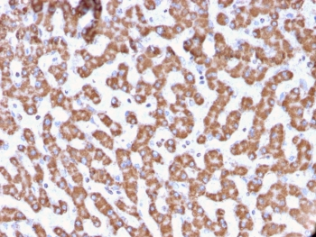 PHB Antibody / Prohibitin