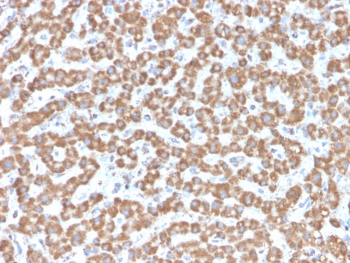 PHB Antibody / Prohibitin