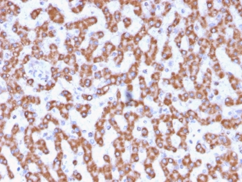 Prohibitin Antibody / PHB