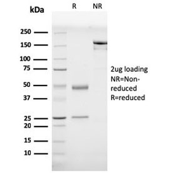 Prohibitin Antibody / PHB