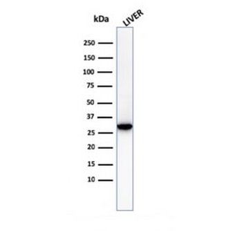 Prohibitin Antibody / PHB