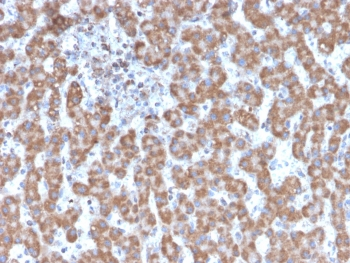 Prohibitin Antibody / PHB