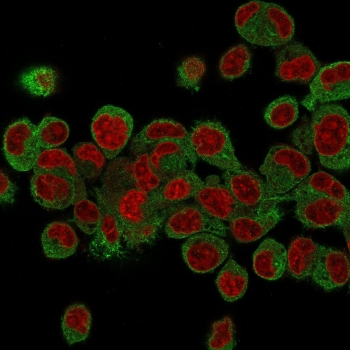 Prohibitin Antibody / PHB