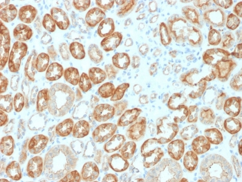 Occludin Antibody