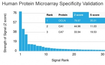 Occludin Antibody