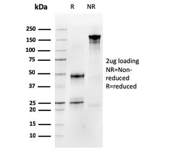 Occludin Antibody