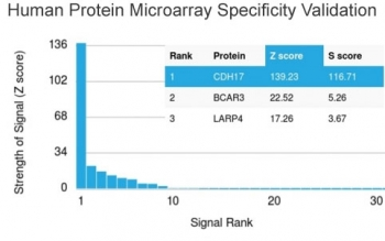 Cadherin 17 Antibody