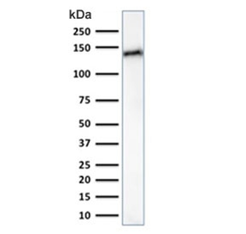 Cadherin 17 Antibody
