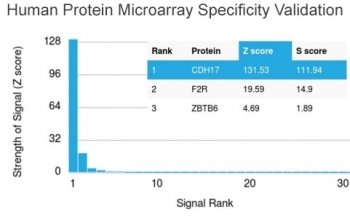 Cadherin 17 Antibody