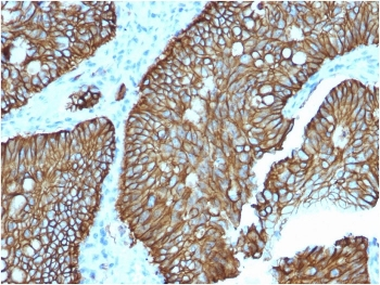 Cadherin 17 Antibody