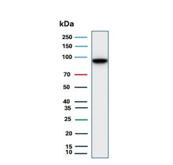 Cadherin 17 Antibody