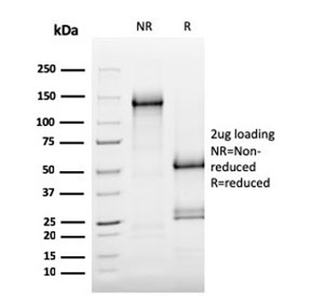 MerTK Antibody