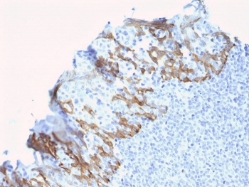 ZNF690 Antibody / ZSCAN29