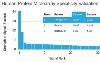ZNF690 Antibody / ZSCAN29