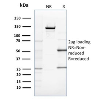 ZNF690 Antibody / ZSCAN29