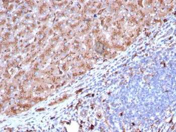 CTSD Antibody / Cathepsin D