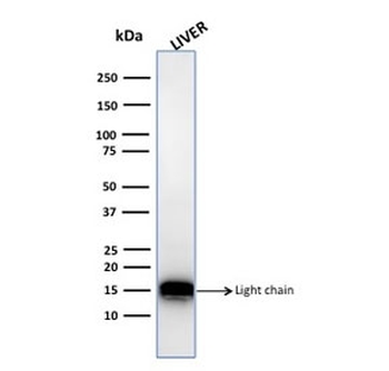CTSD Antibody / Cathepsin D
