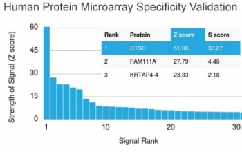 CTSD Antibody / Cathepsin D