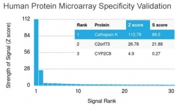 Cathepsin K Antibody / CTSK