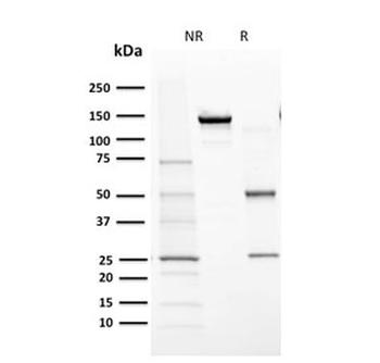 CYP1A1/1A2 Antibody