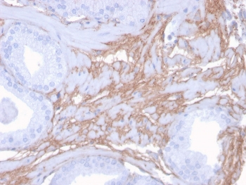 Decorin Antibody