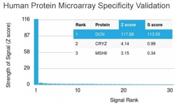 Decorin Antibody