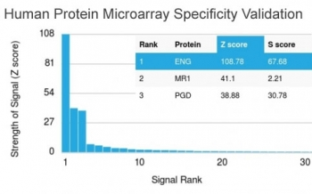 CD105 Antibody / Endoglin