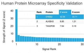 HER2 Antibody / ErbB2