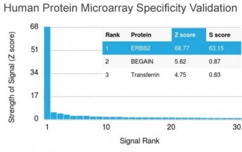 HER2 Antibody / ErbB2