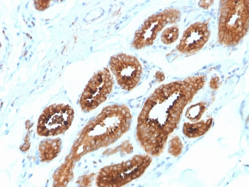 ERBB4 Antibody / HER4