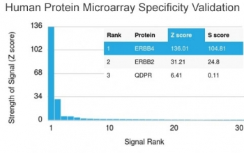 ERBB4 Antibody / HER4
