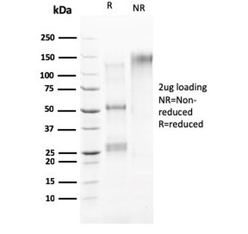 ERBB4 Antibody / HER4
