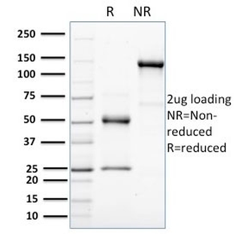 ERBB4 Antibody / HER4