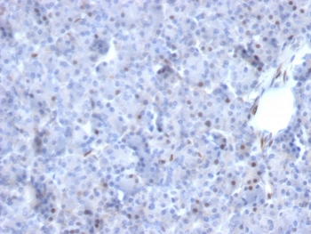 AKT1 Antibody