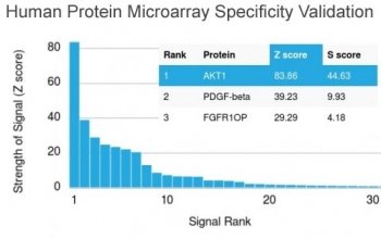 AKT1 Antibody