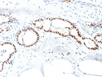 Estrogen Receptor alpha Antibody