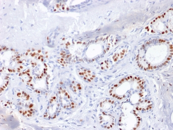 Estrogen Receptor alpha Antibody