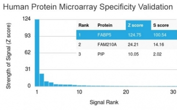FABP5 Antibody (epidermal)