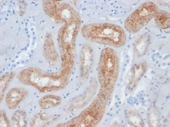 Folate Hydrolase 1 Antibody / FOLH1 / PSMA